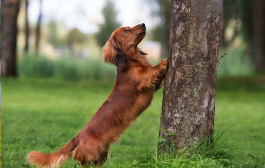 Fleas, Ticks & Summer Walks: Everything Dog Owners Need to Know