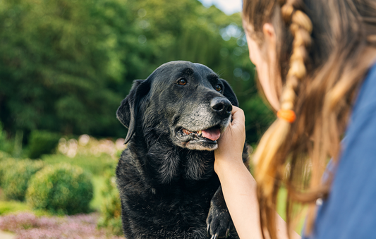 Why Is My Dog Slowing Down? 7 Signs It's More Than Just Age