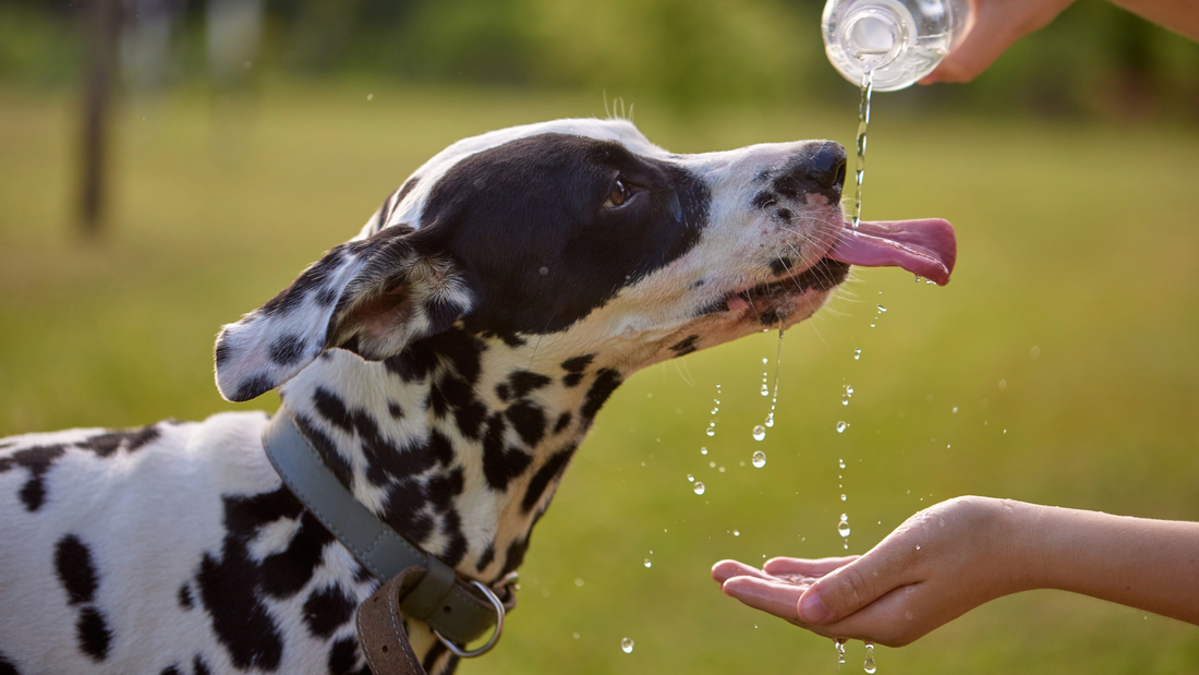 Summer Allergies in Dogs: Why Itching Gets Worse in Warm Weather