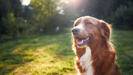 Why Dogs Shed More in Summer | Natural Skin & Coat Support for Dogs