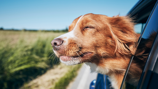 Travelling With Dogs in Summer: Supporting Digestion, Calm Behaviour &amp; Routine Changes