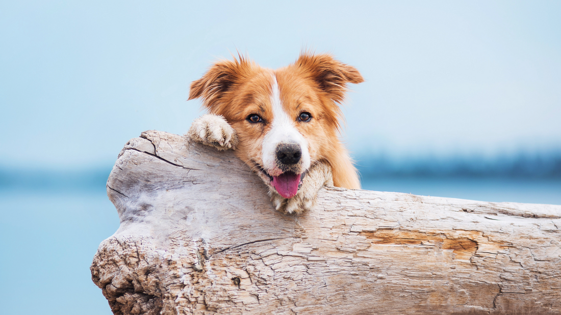 Why Omega Oils Matter More for Dogs During Summer