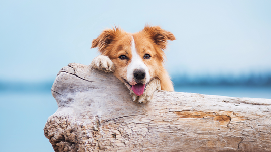 Why Omega Oils Matter More for Dogs During Summer