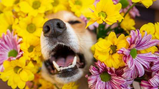 Seasonal Dog Allergies: Common Triggers and Symptoms to Watch For