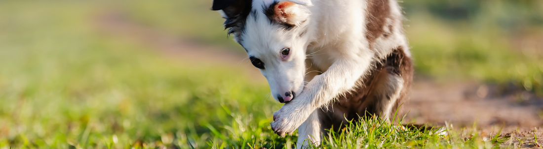 Is Your Dog Itchy? Recognising Allergy Symptoms & Supporting Them Naturally