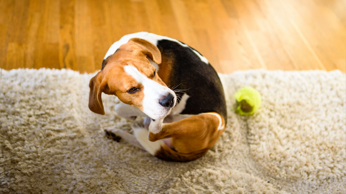 Fleas in the Home: How to Stop the Cycle Before It Starts