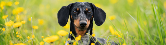 What Causes Allergies in Dogs? Looking Deeper for Natural Solutions