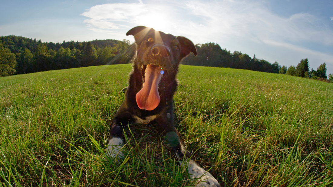 Natural Flea & Tick Prevention for Dogs: Does It Really Work?