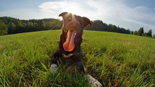 Natural Flea & Tick Prevention for Dogs: Does It Really Work?