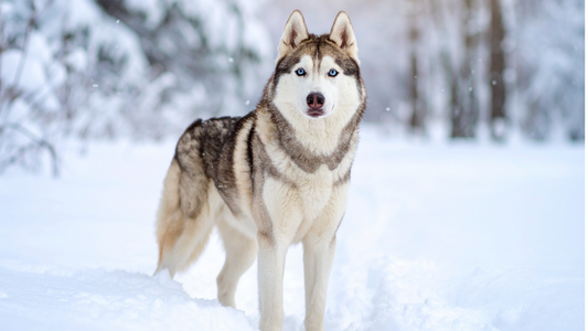 Keeping Senior Dogs Happy, Strong & Mobile This Winter