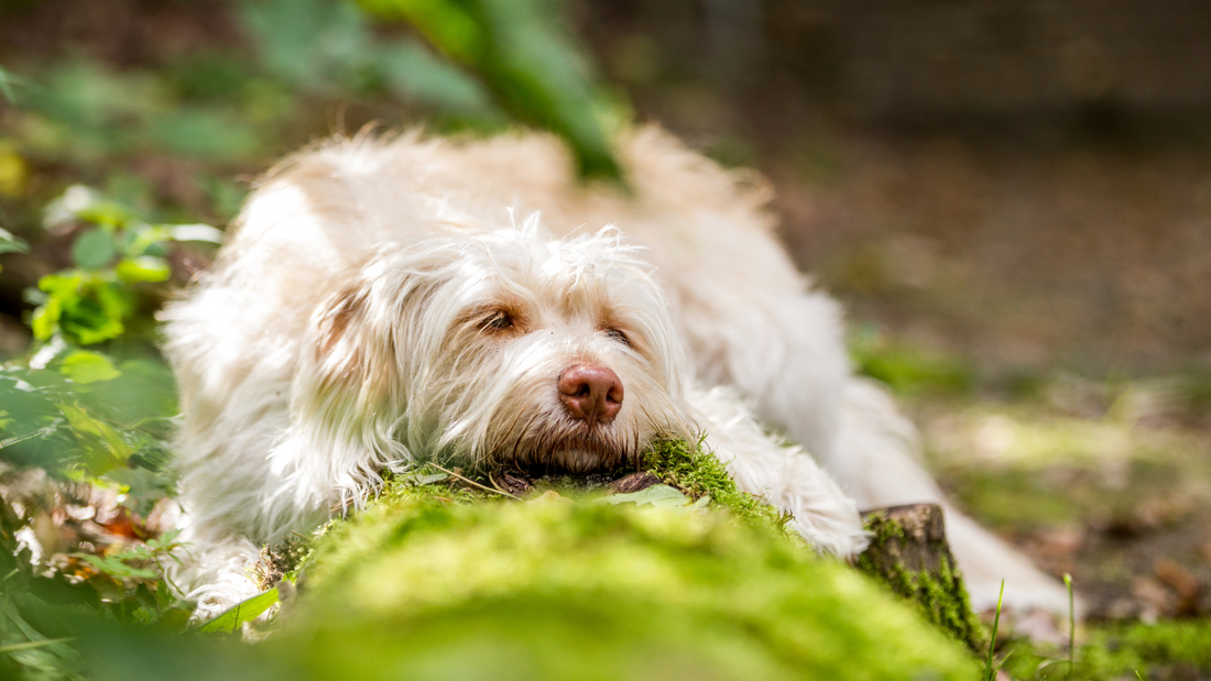 Ticks on Dogs in the UK: What Every Owner Needs to Know