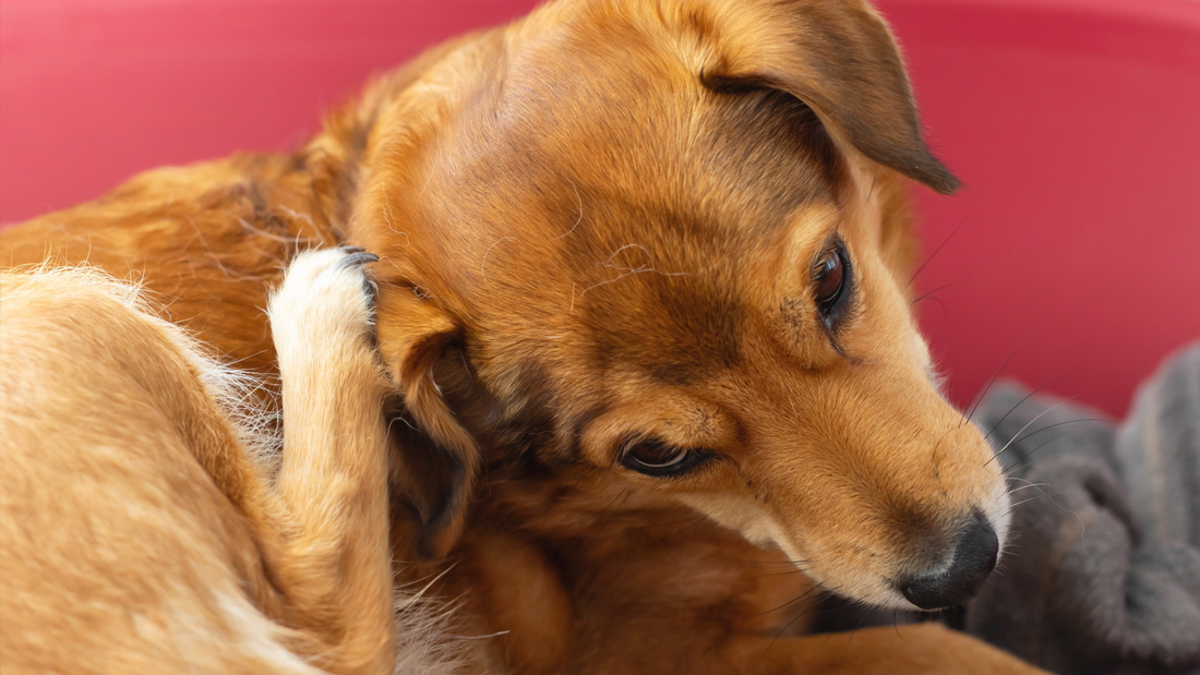 Why Your Dog Is Scratching More in Spring (And It’s Not Always Fleas)