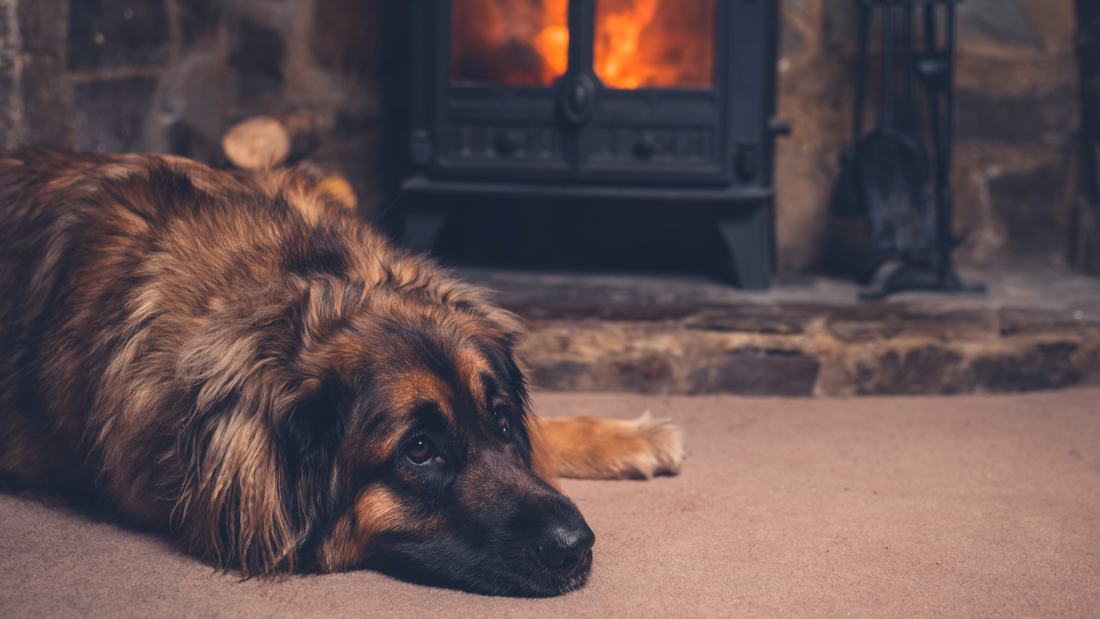 🐾 Dry Paws, Itchy Skin & Winter Coats: How to Keep Your Dog Comfortable