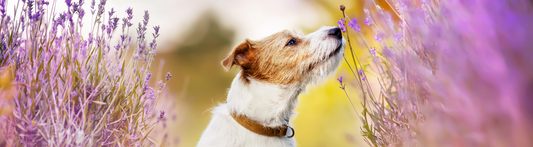 Helping Your Allergy-Prone Dog Thrive – A Natural, Whole-Body Approach