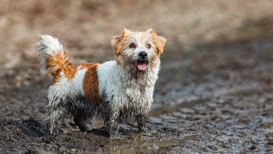 🌬️ Winter Wellness for Dogs: A Simple Guide to Omega-3s, Herbs & Immune Support