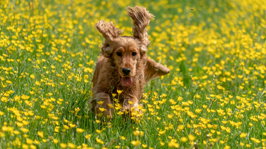 When Does Flea & Tick Season Start in the UK?