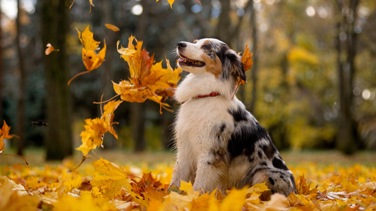 Autumn Skin & Joint Care for Dogs | Omega-3 and Mobility Tips
