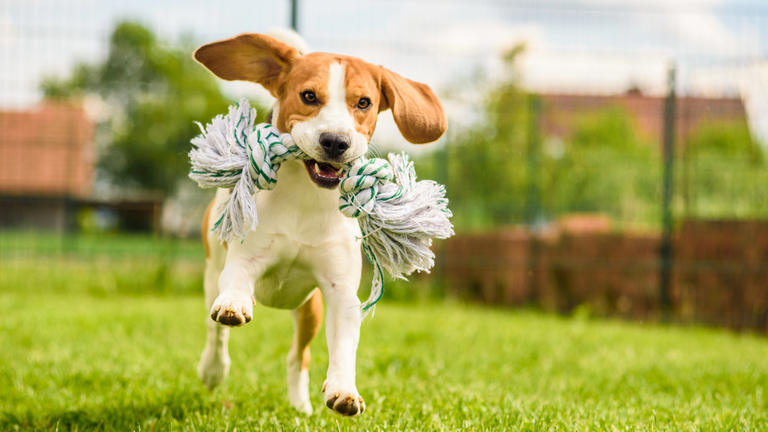 Immunity & Vitality in Dogs: How to Support Recovery After Illness, Injury or Stress