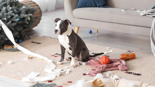 🎄 A Dog-Safe Christmas: Last-Minute Tips for a Calm, Happy Holiday