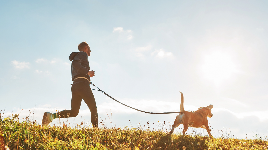 Get Fit With Your Dog: Why Gentle, Consistent Movement Supports Whole-Body Wellbeing