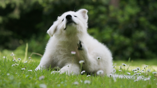 How to Protect Your Dog from Pollen During Allergy Season