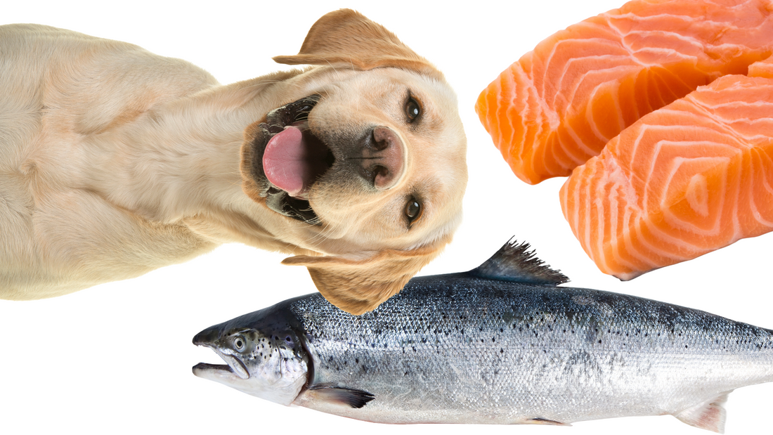 What are the Benefits of Salmon Oil for Dogs? 7 Powerful Benefits for Skin, Joints & Brain