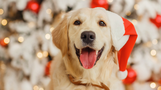 🎄 How to Keep Your Dog Calm During the Festive Season: A Complete Guide for Dog Owners