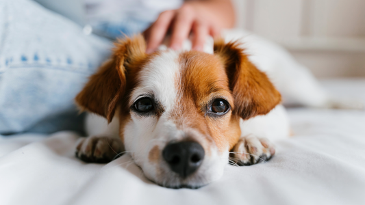 Spot the Signs of a Struggling Liver in Your Dog – Before It Becomes Serious