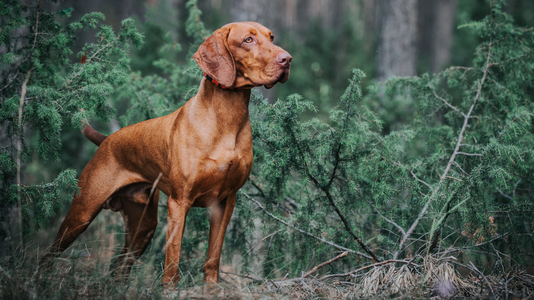 Why Game Season Is Hard on Working Dogs