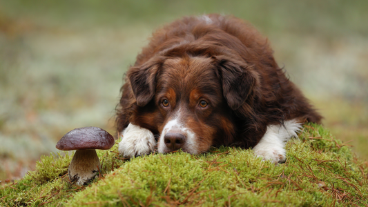 The Power of Mushrooms for Dogs: Natural Immune Support Explained