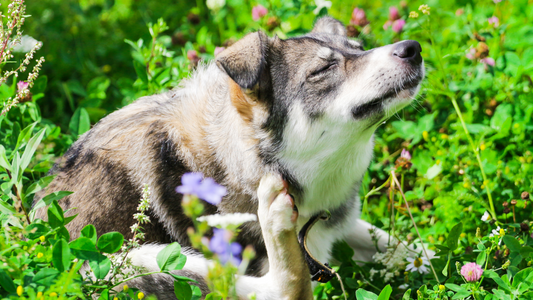 Fleas in Dogs: Natural Ways to Protect Your Dog This Season