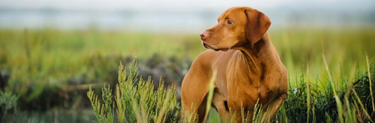 Flea and Tick Season Is Here – Here’s How Dogs Pick Them Up