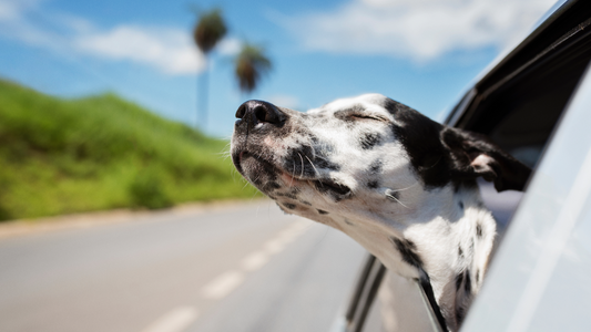 How to Keep Your Dog Calm & Comfortable While Travelling