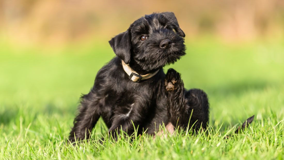 Dull Coat? Dry Skin? It Could Be a Fatty Acid Deficiency