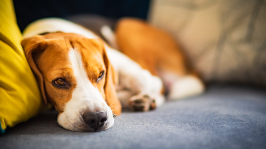 Low Energy, Slow Recovery or Frequent Illness? Signs Your Dog’s Immune System Needs Support