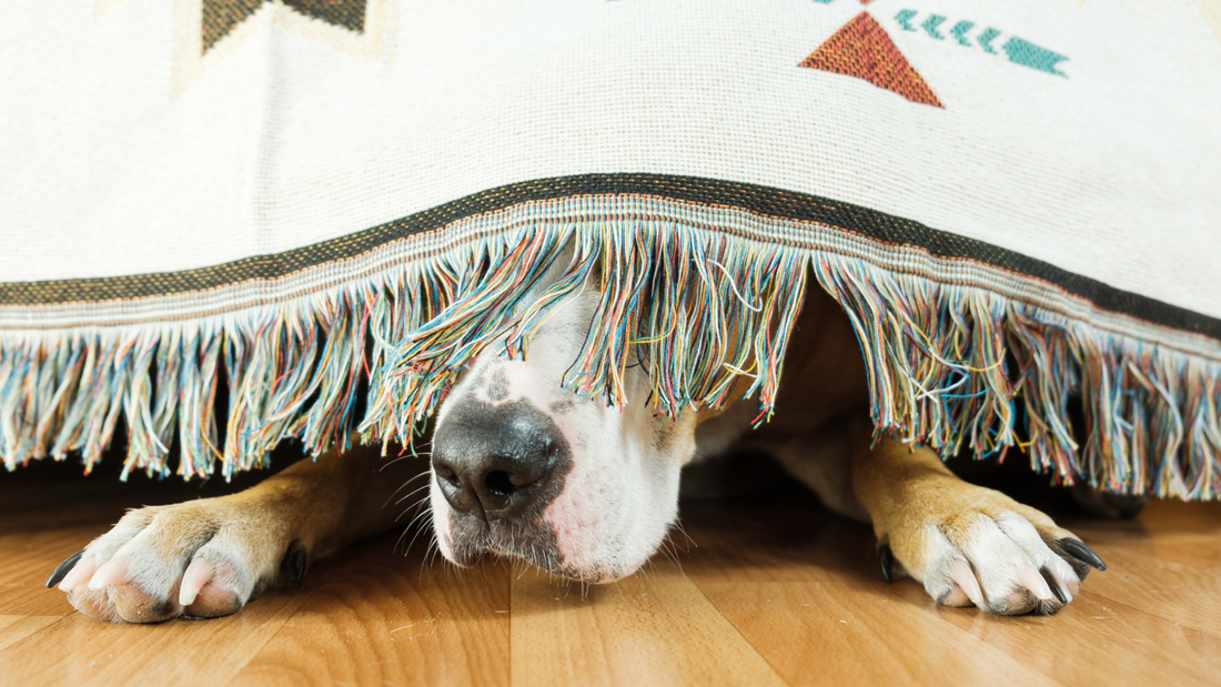 Anxiety in Dogs: Causes, Types & Natural Calming Solutions