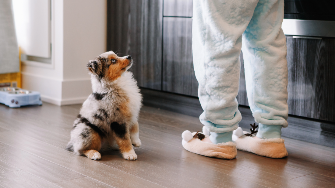 Training Your Puppy Without Burnout: Balanced Energy, Calm Learning & Healthy Growth