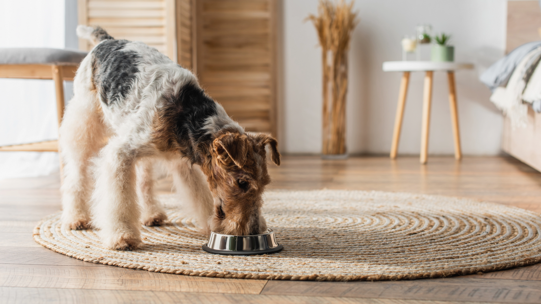 The Ultimate Guide to Omega Fatty Acids for Dogs: Why They’re Essential