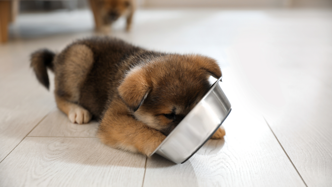 Raising a Calm, Focused Puppy: Why Nutrition, Gut Health & Routine Matter