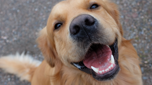 Why Dental Health Matters for Dogs: More Than Just Fresh Breath
