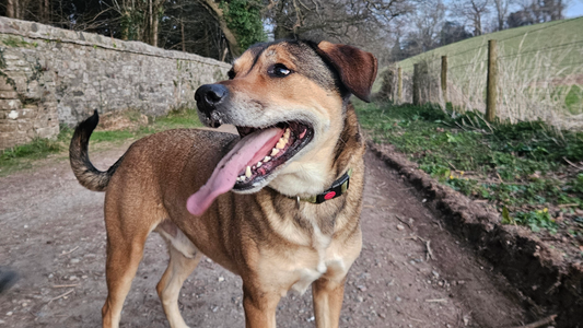 What Do Allergies, Yeast & Tummy Troubles Have in Common? Your Dog’s Liver.