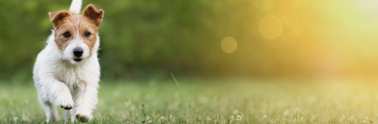 How Natural Flea and Tick Protection Works: The Science Behind Herbal Protection