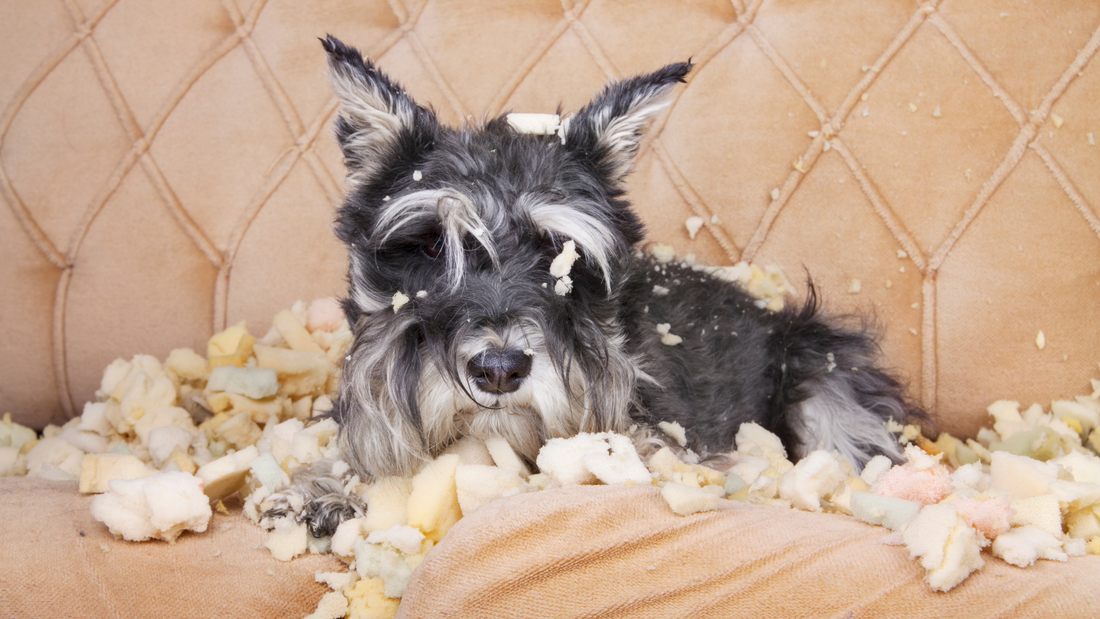 Helping Dogs Adjust to New Routines After Summer Holidays