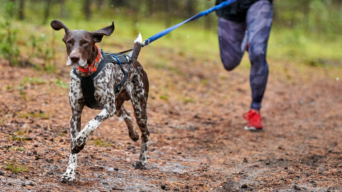 Training, Walking & Bonding: How Moving Together Builds Better Behaviour