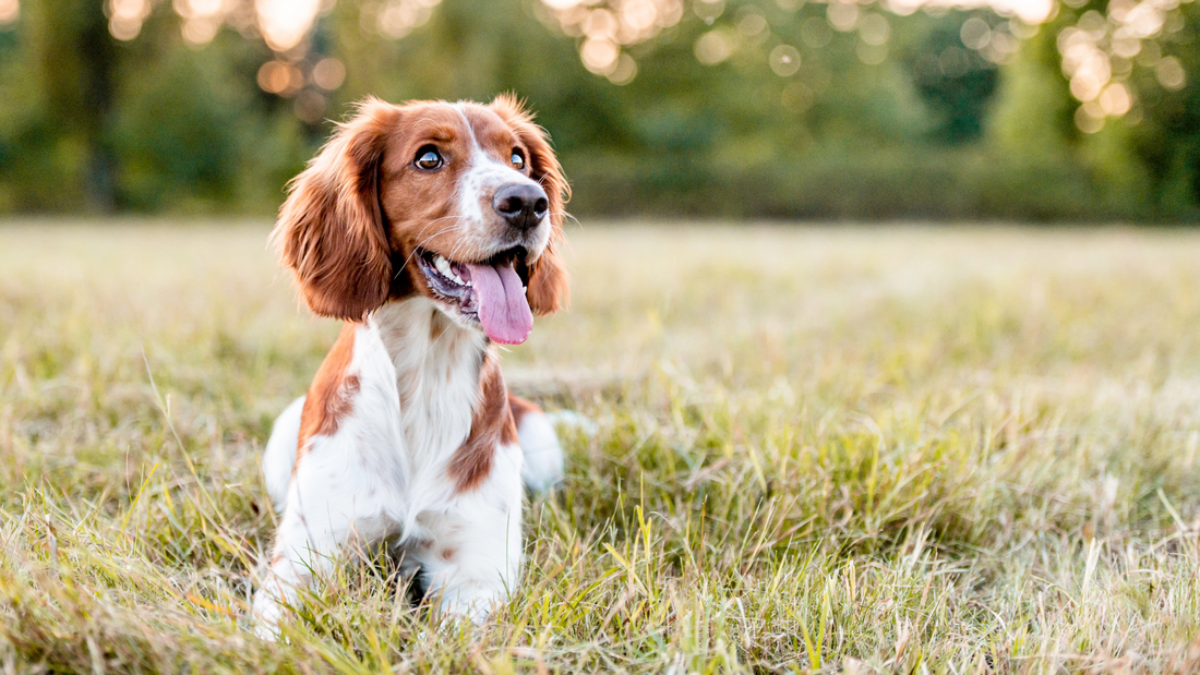 Why It’s Important to Detox Your Dog’s Liver – Especially Right Now