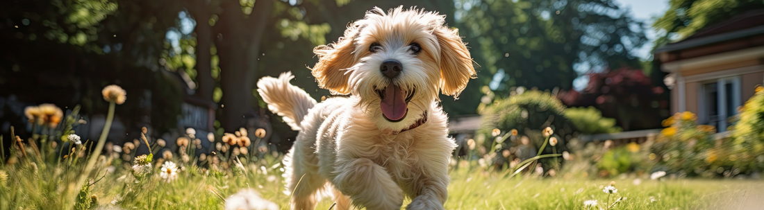 Understanding Seasonal Allergies in Dogs – A Natural Approach