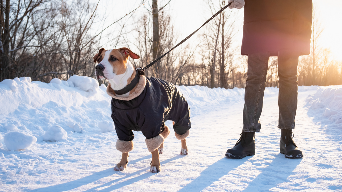 ❄️ Winter Skin & Coat Care for Dogs: What Owners Need to Know This December