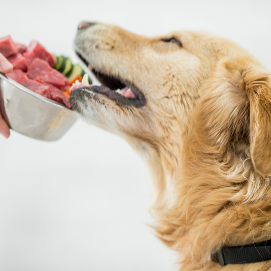 Transitioning to Raw: The Vital Detox for Dogs