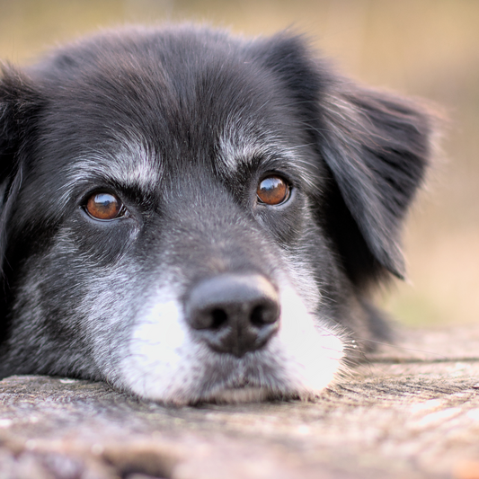 Caring for Your Senior Dog