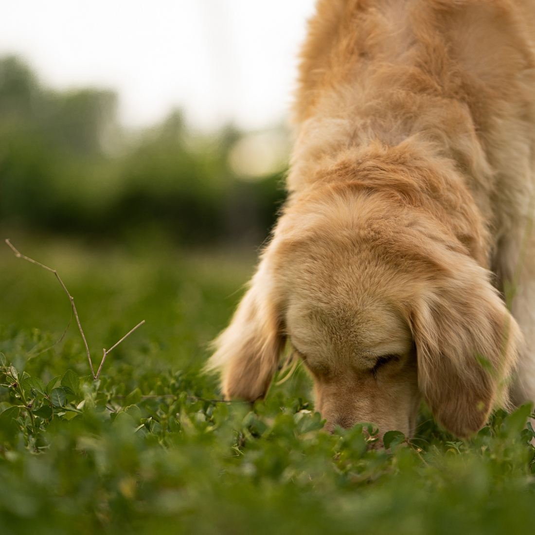 Stunning Why Do Dogs Get Addicted To Eating Grass image